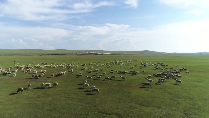 牧羊 羊群