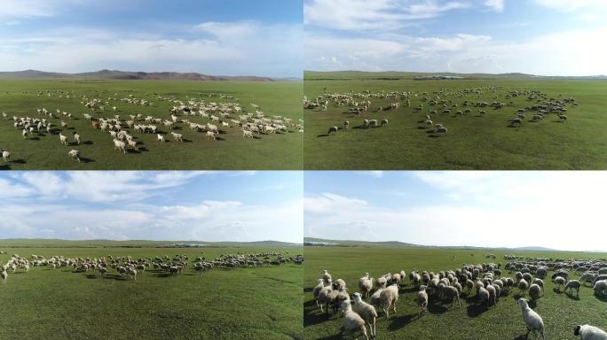 牧羊 羊群