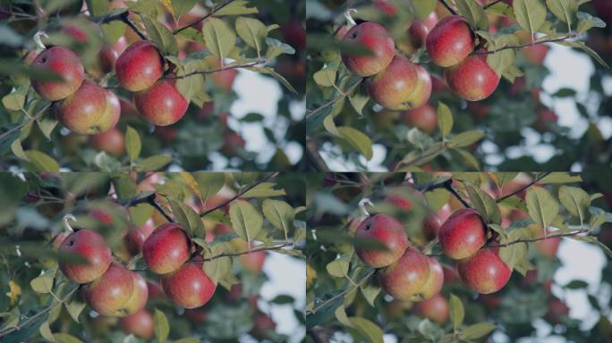 秋天山谷里的野生苹果