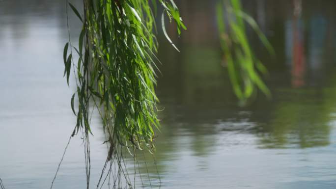 4k 水边 岸边  垂柳 唯美