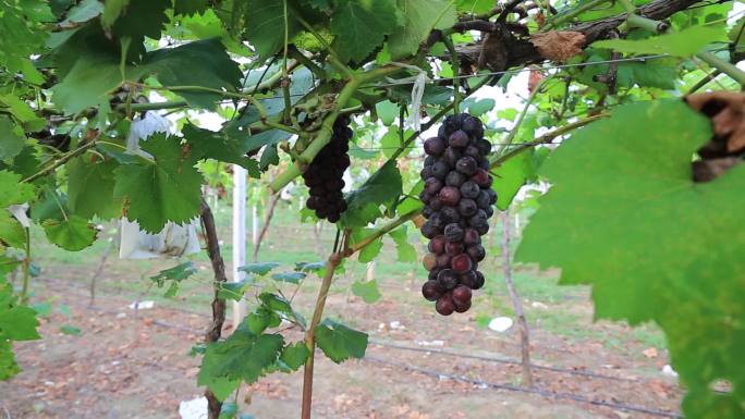葡萄种植园葡萄