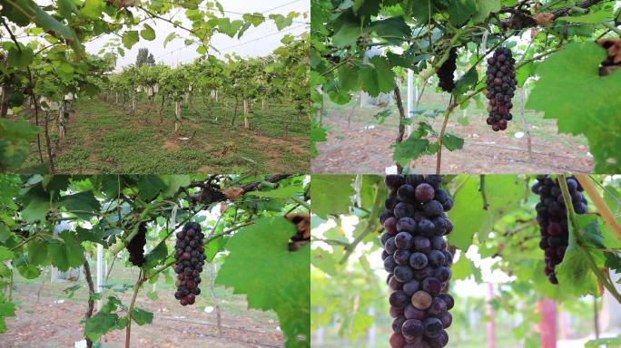 葡萄种植园葡萄
