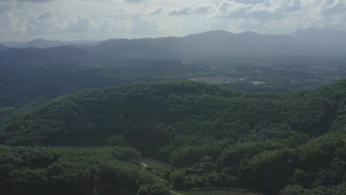 白沙绿茶园陨石坑的茶叶种植园2