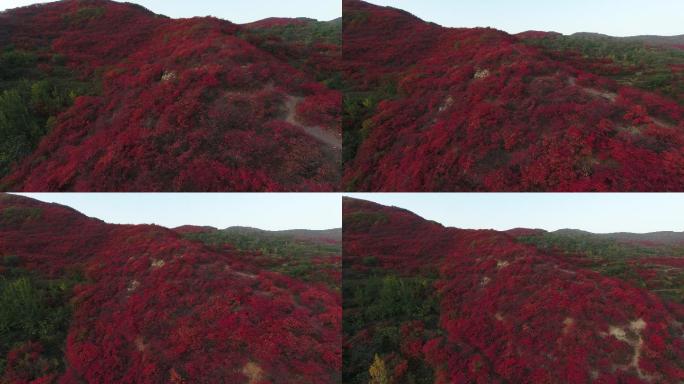 山上绿叶红叶航拍
