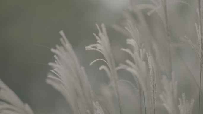 夕阳下芦苇丛在风中飘荡升格镜头