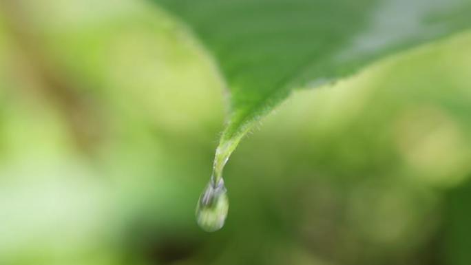 4K 清新大自然小草露珠水滴滴落