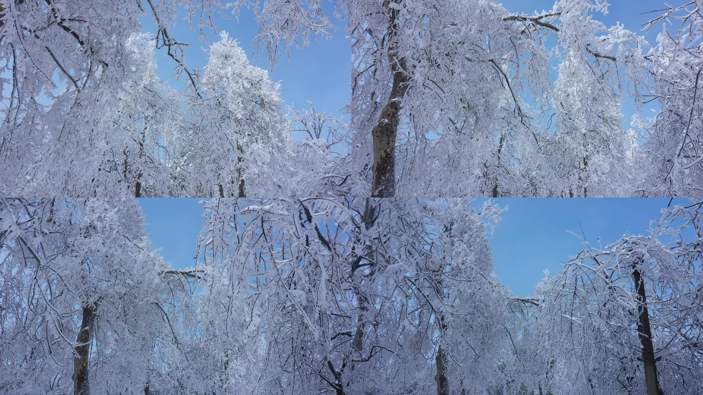 航拍雪后的鸡公山树林银装素裹