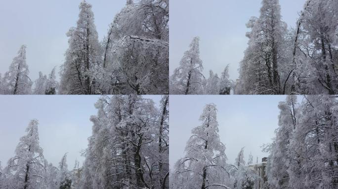 航拍雪后的鸡公山雪树银装素裹