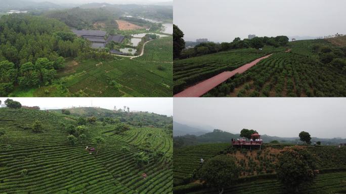 4K航拍惠州市茶叶现代农业产业园