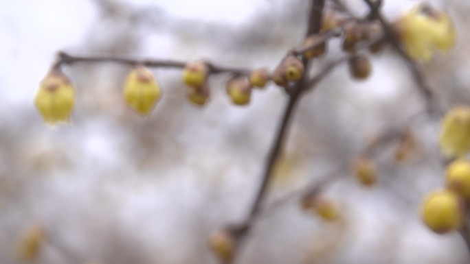 许昌腊梅园腊梅树上的花蕾花骨朵