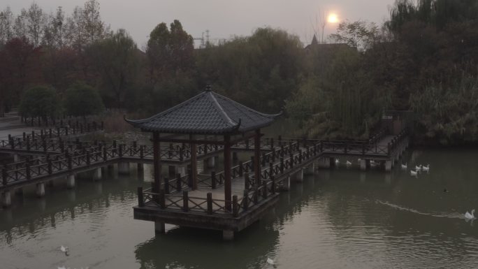 许昌中原花木博览园一群鸭子从桥下游过航拍