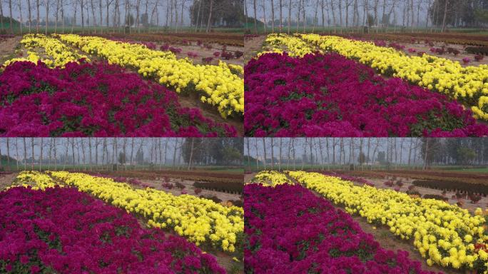 航拍黄色紫色菊花田地花圃