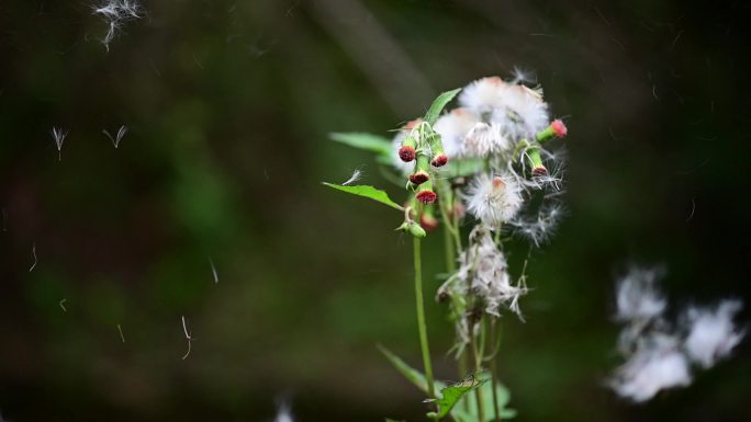 蒲公英蒲公英种子蒲公英花蒲公英高清视频