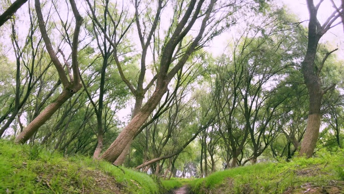 4K航拍洞庭湖湿地柳树林自然风光