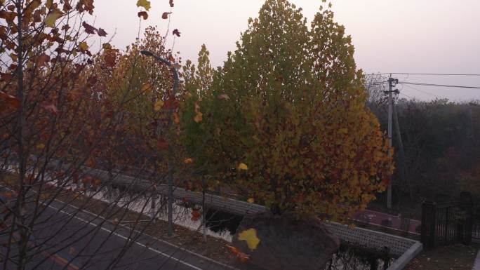 许昌城市街道两旁长在石头里的树