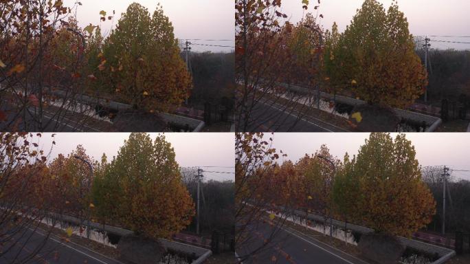 许昌城市街道两旁长在石头里的树