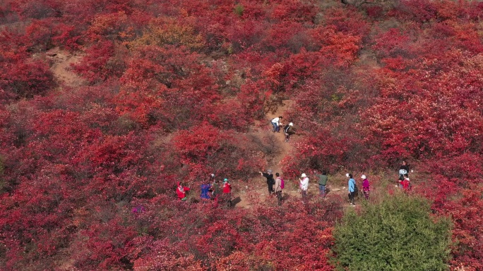 山上绿叶红叶行人游客航拍近景