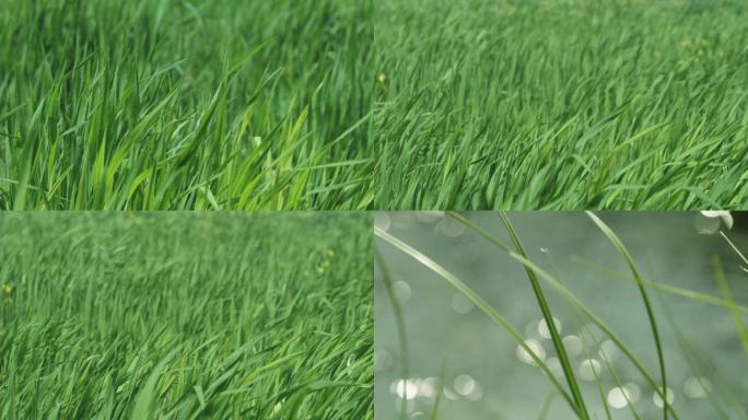 【合集】风吹水草升格拍摄 环保生态