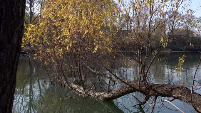 彰武水库倒在水中的树木叶子秋天空镜