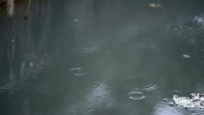 雨落池塘