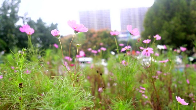 秋英花开