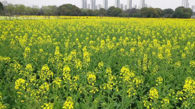 高清航拍油菜花田