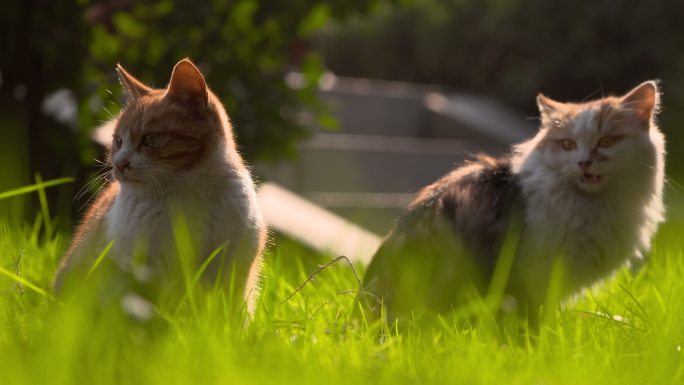 羑里城两只蹲着的猫