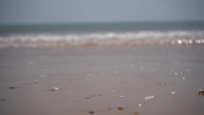 海浪沙滩贝壳