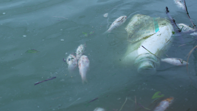 死鱼污染