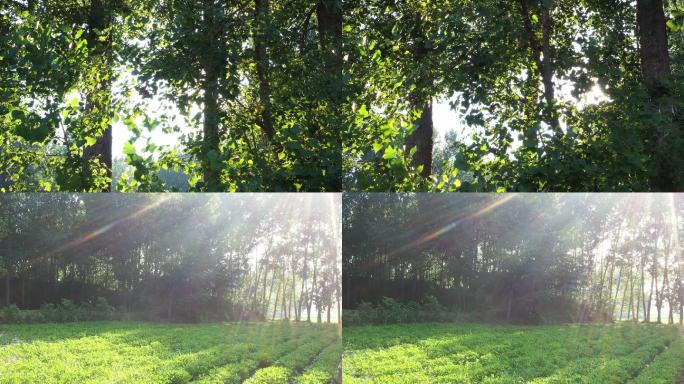 五彩斑斓的光线直射的树林
