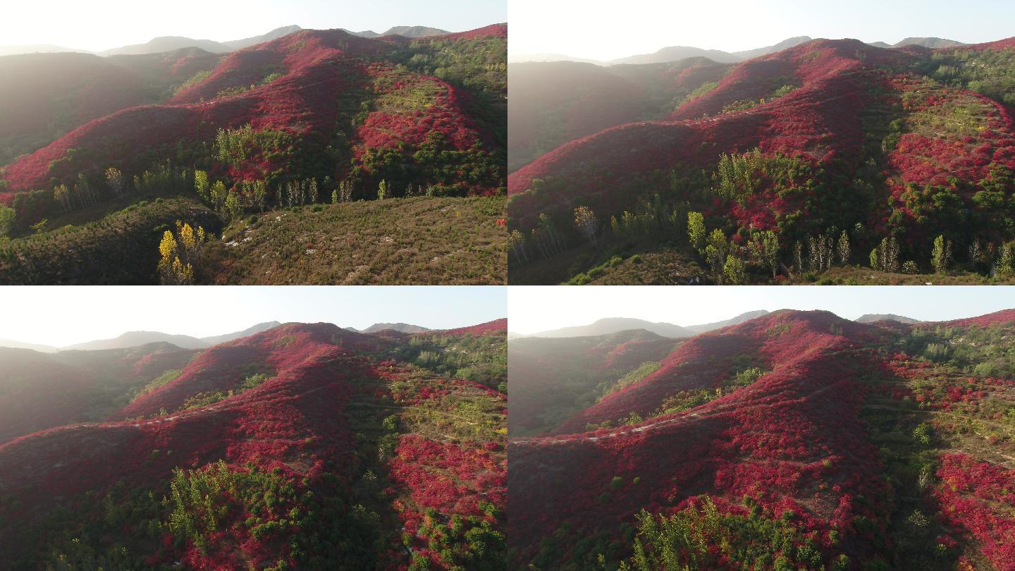 山上绿叶红叶阳光航拍远景树木