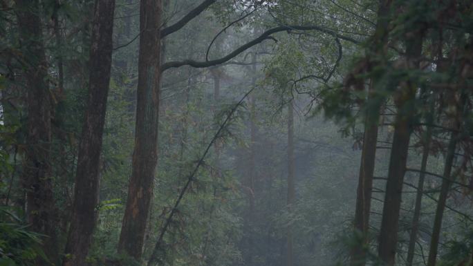 4k唯美意境雨后山林小道