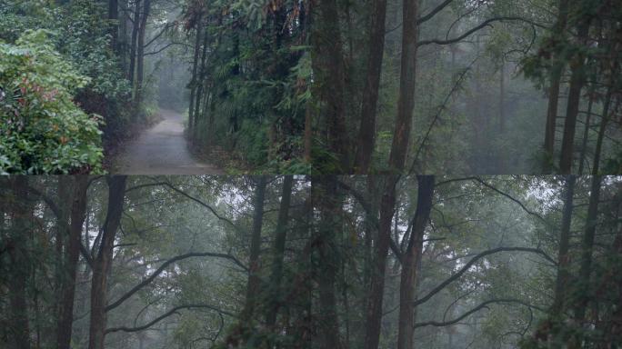 4k唯美意境雨后山林小道