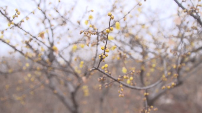 许昌腊梅园腊梅树上含苞待放的花骨朵