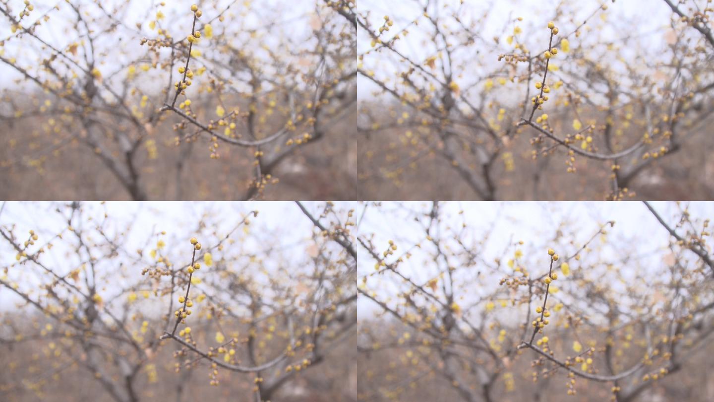 许昌腊梅园腊梅树上含苞待放的花骨朵