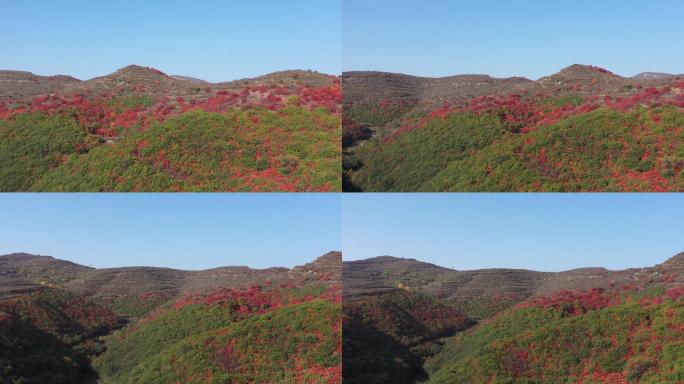 山上绿叶红叶阳光航拍空镜远景