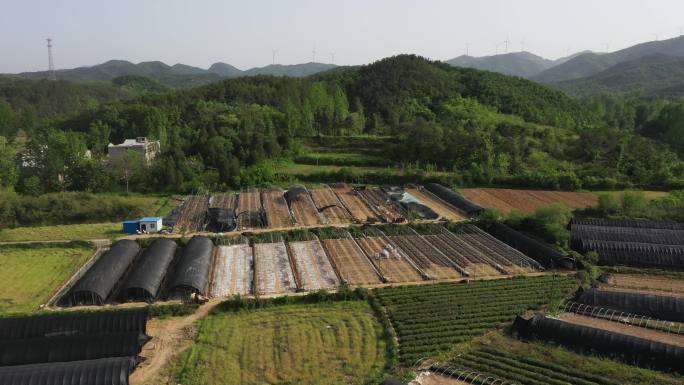 山区香菇种植 特色农业