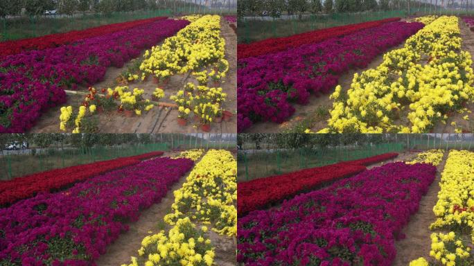 航拍红色紫色黄色菊花花圃