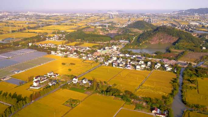 浙北粮仓海盐千亩良田金黄色稻田高清航拍