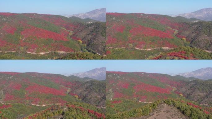 山上绿叶红叶阳光航拍空镜远景