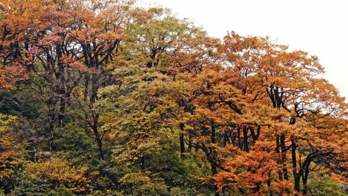 贵州雷公山秋景特写