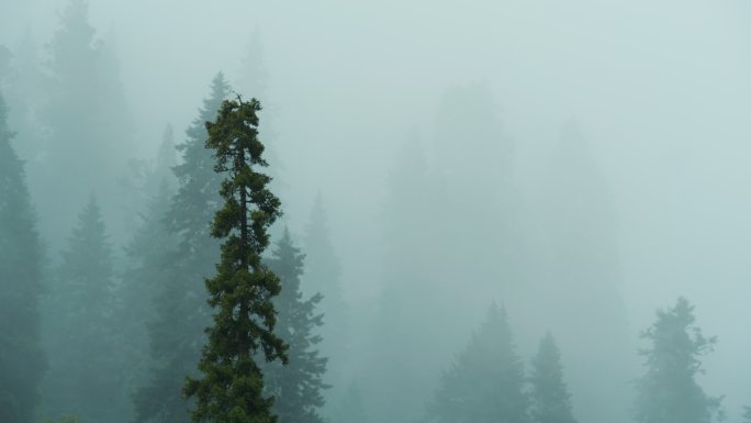 原始森林溪流云雾
