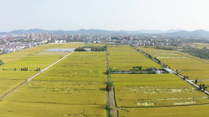 航拍农村稻谷丰收农村割稻