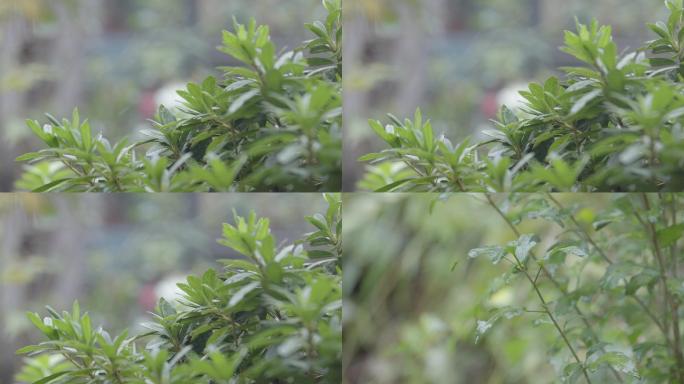 唯美意境雨点下雨空镜