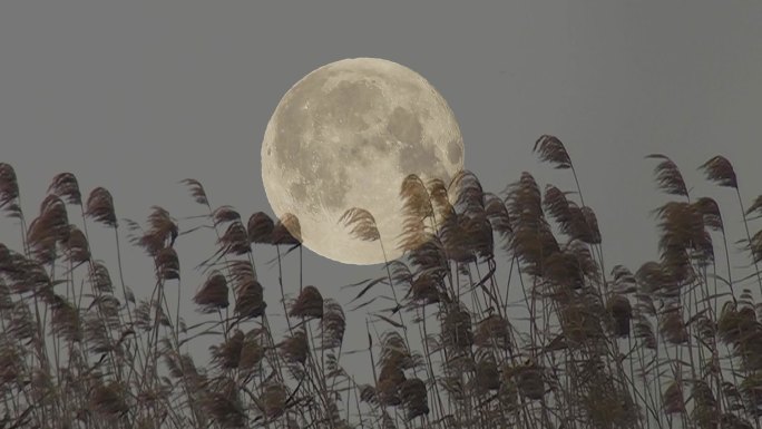 月 鸟 芦苇 伤感意境