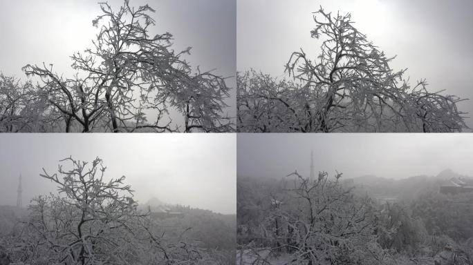 航拍雪后的鸡公山雪树