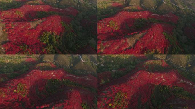 山上绿叶红叶阳光航拍空镜俯拍环绕