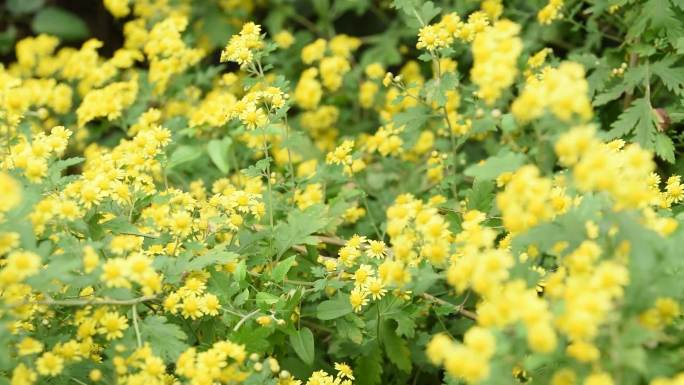 野花  野菊花