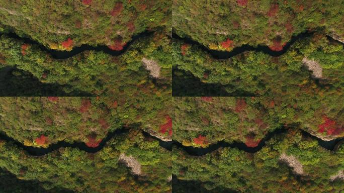 红旗渠近景山川植被绿叶红叶航拍空镜