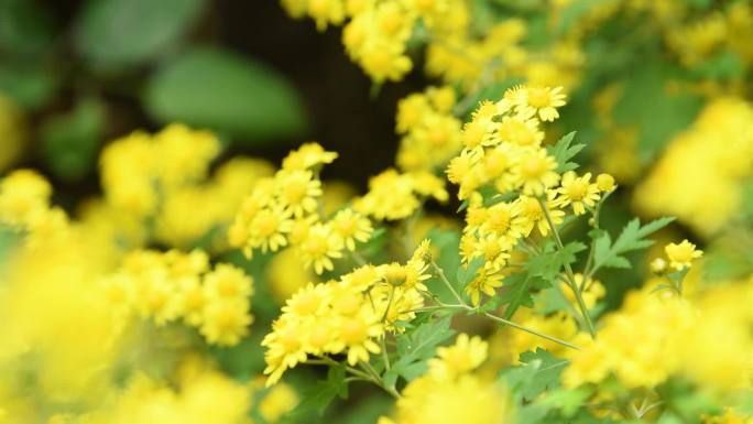 野菊花  菊花